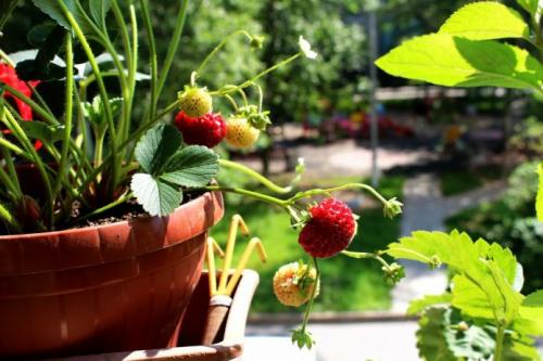 Какая клубника лучше ремонтантная или обычная. Описание особенностей ремонтантной земляники и правил её выращивания