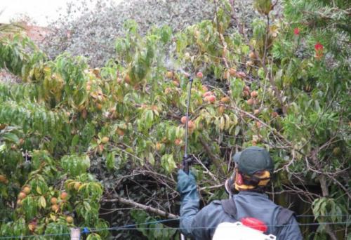 Чем осенью обработать персик. Видео “Обработка персика” 01 Чем осенью обработать персик. Видео “Обработка персика” 01