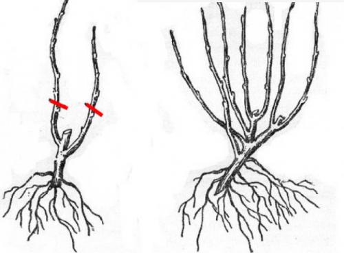 Смородина белая уход осенью. Выращивание и уход за белой смородиной 01