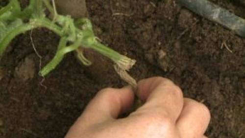 Почему огурцы гниют на плетях. Почему зародыши огурцов гниют 06 Почему огурцы гниют на плетях. Почему зародыши огурцов гниют 06