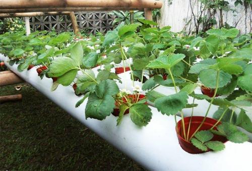 Гидропоника своими руками для клубники для продажи. Установка гидропоники для выращивания клубники, как сделать оборудование своими руками