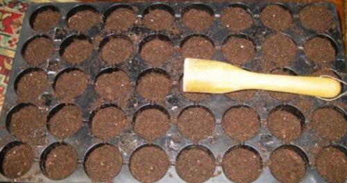 Выращивание огурцов на гидропонике. Технология выращивания огурцов на гидропонике