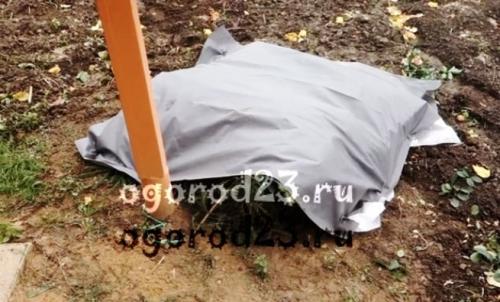 Укрытие роз на зиму. Чем укрыть розы, чтобы сохранить их зимой?