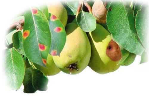 Оранжевые точки на листьях груши. Оранжевые пятна на груше — это ржавчина!