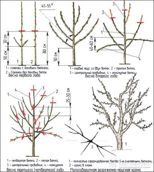Обрезка яблонь на зиму. Обрезка яблонь зимой