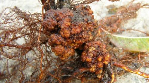 Пятнистость на листьях яблони. Грибковые