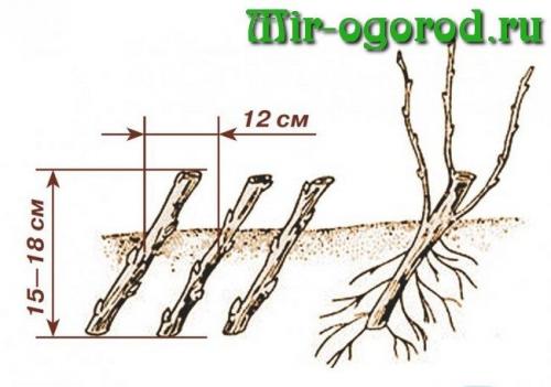 Размножение смородины черенками в воде. Весеннее черенкование смородины в воде