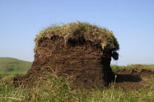 Можно ли сажать прямо в торф. Можно ли использовать