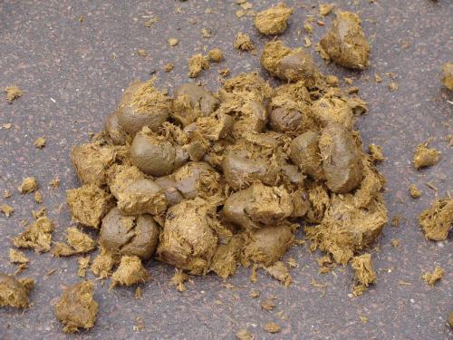 Как использовать конский навоз. Конский навоз: способы заготовки и применения 02