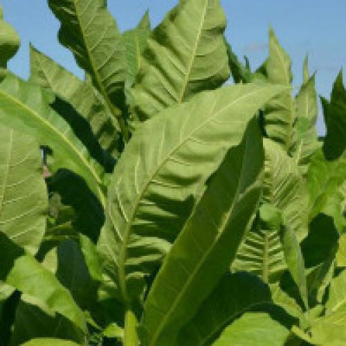 Можно ли выращивать табак дома. Выращивание табака в домашних условиях