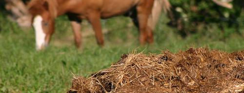 Как использовать конский навоз. Конский навоз: способы заготовки и применения 04