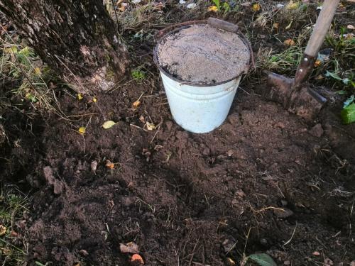 Чем подкормить грушу осенью для хорошей зимовки и обильного плодоношения