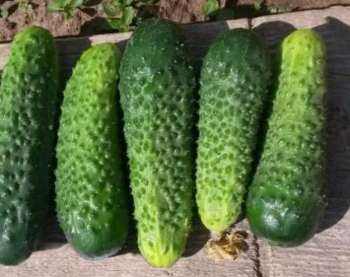 Сорта огурцов для северо-запада. Тепличные самоопыляемые сорта