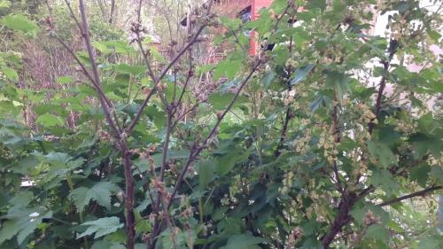 Стеклянница на малине. Смородинная стекляница губит ягодные кустарники, как бороться?