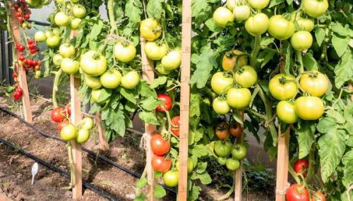 Томат Лирика или Любаша. Томат Лирика