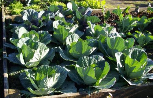 Надо ли поливать капусту в августе. Когда надо прекращать поливать капусту. Как поливать капусту на открытом грунте. В зависимости от срока созревания