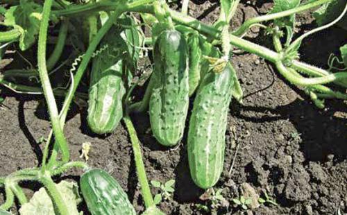 Сорта огурцов для северо-запада. Тепличные самоопыляемые сорта