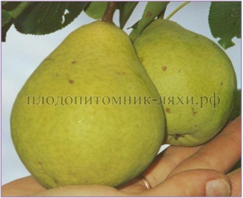 Сорта ГРУШИ для тверской области. Груша для тверской области сорта