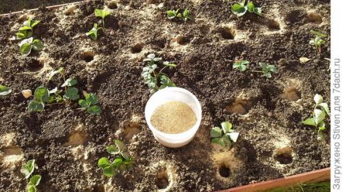 Приспособление для посадки чеснока. Супер приспособление для посадки чеснока