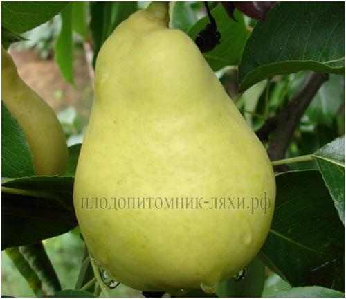 Сорта ГРУШИ для тверской области. Груша для тверской области сорта