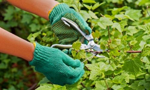 Подкормка смородины после сбора урожая чем подкармливать. Особенности удобрения и полива 04