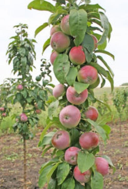 Как посадить колоновидную яблоню. Колоновидная яблоня – описание 02