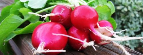 Сорта редиса устойчивые к стрелкованию. Красные сорта 17