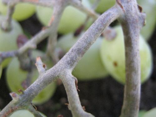 Оидиум винограда меры борьбы. Признаки заражения винограда