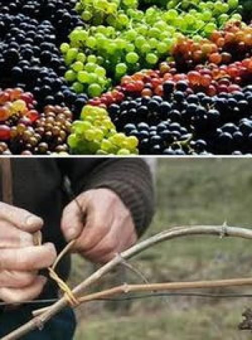 Урожай винограда. Навигация по записям