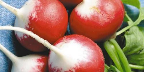 Сорта редиса устойчивые к стрелкованию. Красные сорта 15