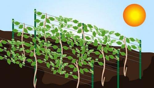 Выращивание винограда. Как стать виноградарем