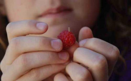 Почему малина червивая, что делать. Почему червивая и что делать? 07 Почему малина червивая, что делать. Почему червивая и что делать? 07