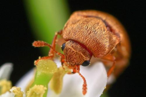 Малинный жук. Жук малинный