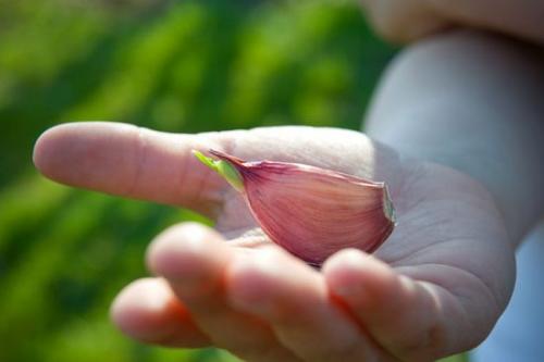 Сколько кг чеснока можно собрать с 1 сотки. От чего зависит урожайность чеснока и как её увеличить