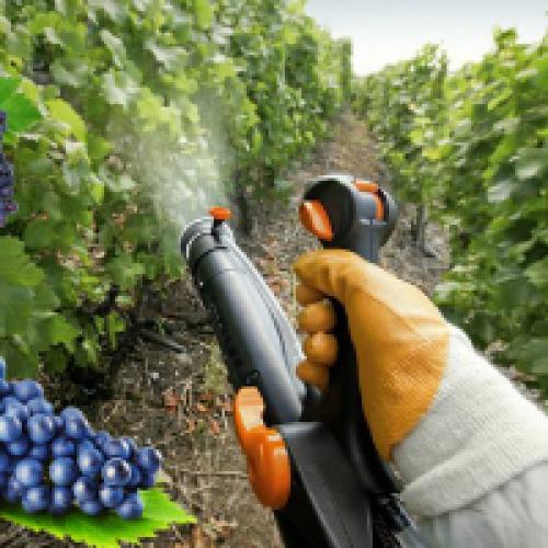 Обработка винограда весной