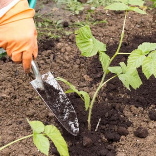 Осенняя посадка ремонтантной малины. Технология посадки ремонтантной малины осенью 08 Осенняя посадка ремонтантной малины. Технология посадки ремонтантной малины осенью 08