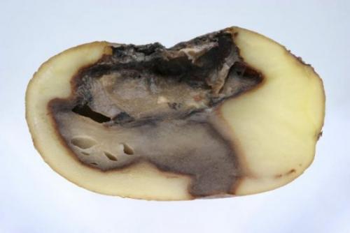 Картофель сгнил в земле. Почему картофель гниёт после уборки: спасаем урожай