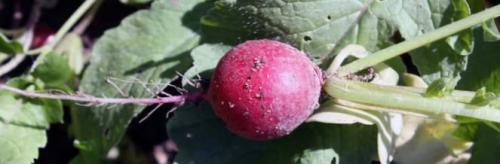 Сорта редиса устойчивые к стрелкованию. Красные сорта 20