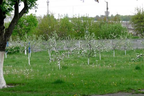 Когда сажать яблони в средней полосе. Когда лучше сажать яблоню
