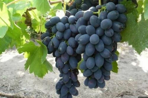 Что сделать, чтобы виноград дозрел. Что сделать, чтобы виноград созрел быстрее?