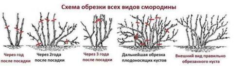 Обрезка черной смородины летом после сбора урожая. Правильная обрезка смородины