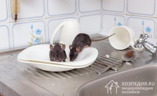 Как избавиться от мыши в квартире. Как избавиться от мышей в квартире