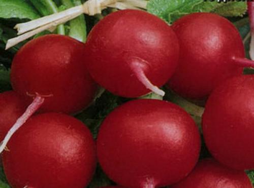 Редис который не стрелкуется. Самые лучшие ранние сорта редиса для открытого грунта и посадки в теплицы