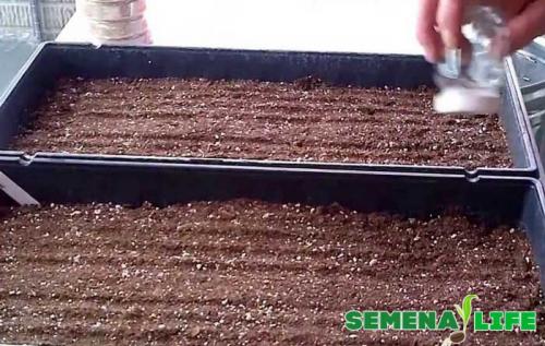 Можно ли вырастить малину из семян в домашних условиях. Можно ли вырастить малину из семян?