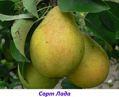 Лучшие сорта ГРУШИ для подмосковья устойчивые к парше. Ранние сорта