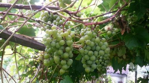 Сорт винограда аглая. Выбор сорта винограда на лето.