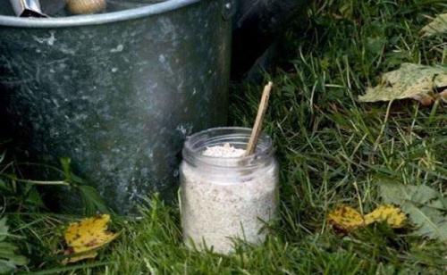 Земля на грядках зеленеет, что делать. Почему почва покрывается мхом и что с этим делать