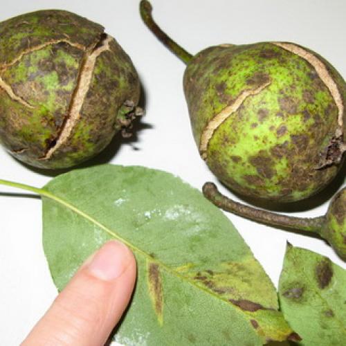 На листьях груши ржавчина. Симптомы ржавчины 15