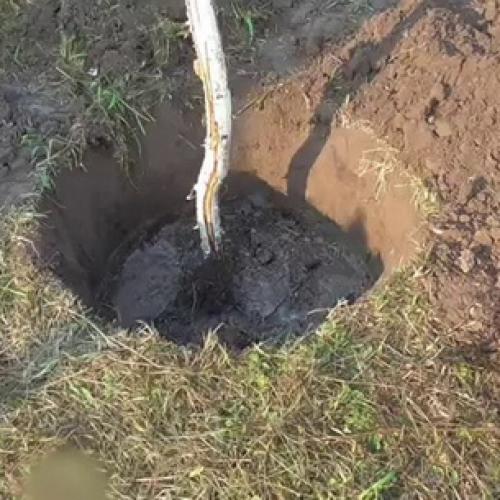 Яблоня колоновидная, как сажать. Колоновидная яблоня: как сажать и обрезать 04