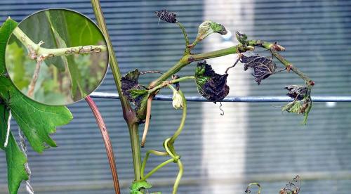 Обработка винограда на зиму. Опрыскивание виноградника 08 Обработка винограда на зиму. Опрыскивание виноградника 08